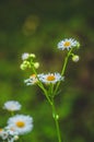 Fresh green grass with dew drops and daisy on meadow closeup. Spring season.Natural background Royalty Free Stock Photo