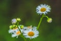 Fresh green grass with dew drops and daisy on meadow closeup. Spring season.Natural background Royalty Free Stock Photo