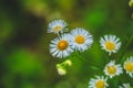 Fresh green grass with dew drops and daisy on meadow closeup. Spring season.Natural background Royalty Free Stock Photo