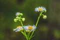 Fresh green grass with dew drops and daisy on meadow closeup. Spring season.Natural background Royalty Free Stock Photo