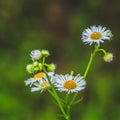 Fresh green grass with dew drops and daisy on meadow closeup. Spring season.Natural background Royalty Free Stock Photo