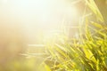 Fresh green grass with dew drops in early morning. Royalty Free Stock Photo