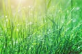 Fresh green grass with dew drops in the early morning sunlight, background texture Royalty Free Stock Photo