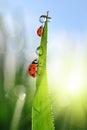 Fresh green grass with dew drops and ladybirds Royalty Free Stock Photo