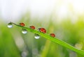 Fresh green grass with dew drops and ladybirds Royalty Free Stock Photo