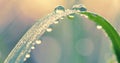 Fresh green grass with dew drops in the morning close up. Nature Background