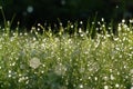 Fresh green grass in dew drops sparkle in a morning light, beautiful artistic image of purity and freshness of nature Royalty Free Stock Photo