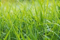 Fresh green grass with dew drops on a spring morning. Close up Royalty Free Stock Photo