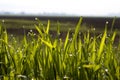 Fresh green grass with dew drops and sunlight