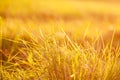 Fresh green grass with dew drops in the sunset golden soft sunshine. Summer nature background Royalty Free Stock Photo