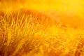 Fresh green grass with dew drops in the sunset golden soft sunshine. Summer nature background Royalty Free Stock Photo