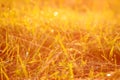 Fresh green grass with dew drops in sunset golden soft sunshine. Summer nature background Royalty Free Stock Photo