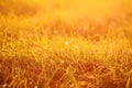 Fresh green grass with dew drops in sunset golden soft sunshine. Summer nature background Royalty Free Stock Photo