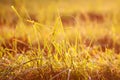 Fresh grass with dew drops in the sunset golden soft sunshine. Summer nature background Royalty Free Stock Photo