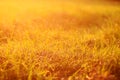 Fresh green grass with dew drops in sunset golden soft sunshine. Summer nature background Royalty Free Stock Photo