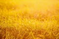 Fresh green grass with dew drops in the sunset golden soft sunshine. Summer nature background Royalty Free Stock Photo