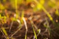 Fresh grass with dew drops in the sunset golden soft sunshine. Summer nature background Royalty Free Stock Photo