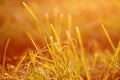 Fresh green grass with dew drops in sunset golden soft sunshine. Summer nature background Royalty Free Stock Photo