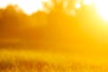 Fresh grass with dew drops in the sunset golden soft sunshine. Summer nature background