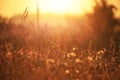 Fresh green grass with dew drops in the sunset golden soft sunshine. Summer nature background. Grass at dawn. Golden hour Royalty Free Stock Photo