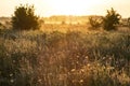 Fresh green grass with dew drops in the sunset golden soft sunshine. Summer nature background. Grass at dawn. Golden hour Royalty Free Stock Photo