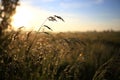 Fresh green grass with dew drops in the sunset golden soft sunshine. Summer nature background. Grass at dawn. Golden hour Royalty Free Stock Photo