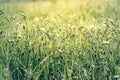 Fresh green grass with dew drops in the sunset golden soft sunshine. Summer nature background. Grass at dawn. Golden hour Royalty Free Stock Photo