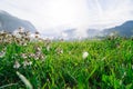 Fresh green grass with dew water drops in morning alps mountain meadow Royalty Free Stock Photo