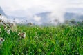Fresh green grass with dew water drops in morning alps mountain meadow Royalty Free Stock Photo