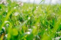 Fresh green grass with dew water drops in morning alps mountain meadow Royalty Free Stock Photo