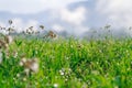 Fresh green grass with dew water drops in morning alps mountain meadow Royalty Free Stock Photo