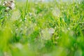 Fresh green grass with dew water drops in morning alps mountain meadow Royalty Free Stock Photo