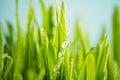 fresh green grass with dews drop Royalty Free Stock Photo