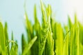 fresh green grass with dews drop Royalty Free Stock Photo