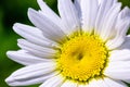 Fresh green grass with drops of dew and chamomile on a meadow close-up. Spring season. Royalty Free Stock Photo