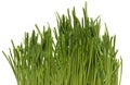 Fresh Green Grass with Drops Dew / isolated on Royalty Free Stock Photo