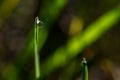 Fresh green grass with drops of fresh morning dew on a blade of grass Royalty Free Stock Photo