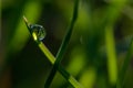 Fresh green grass with drops of fresh morning dew on a blade of grass Royalty Free Stock Photo