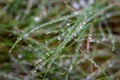 Fresh green grass with drops of fresh morning dew on a blade of grass Royalty Free Stock Photo