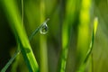 Fresh green grass with drops of fresh morning dew on a blade of grass Royalty Free Stock Photo