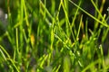 Fresh green grass with drops of fresh morning dew on a blade of grass Royalty Free Stock Photo