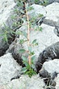 Green grass on dry crack soil Royalty Free Stock Photo