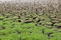 fresh green grass on dry soil in nature garden for background Royalty Free Stock Photo