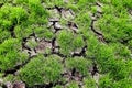 Fresh green grass on dry soil in nature garden Royalty Free Stock Photo