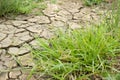 Fresh green grass on dry soil in nature garden Royalty Free Stock Photo