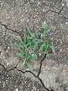 Fresh green grass on dry soil in nature garden Royalty Free Stock Photo