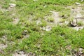 Green grass on dry soil in nature garden Royalty Free Stock Photo