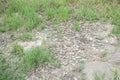 Green grass on dry soil in nature garden Royalty Free Stock Photo