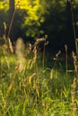 Fresh green grass Ears of rice in the light of dusk gusty wind plays with green grass. Natural meadow grass slowly