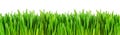 Fresh green grass edge Royalty Free Stock Photo